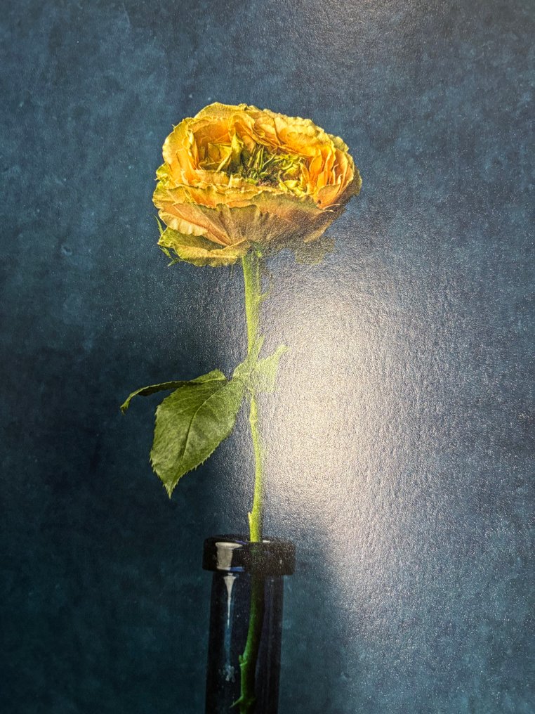 Tessa Posthuma de Boer - Rose no, 4 #3.2