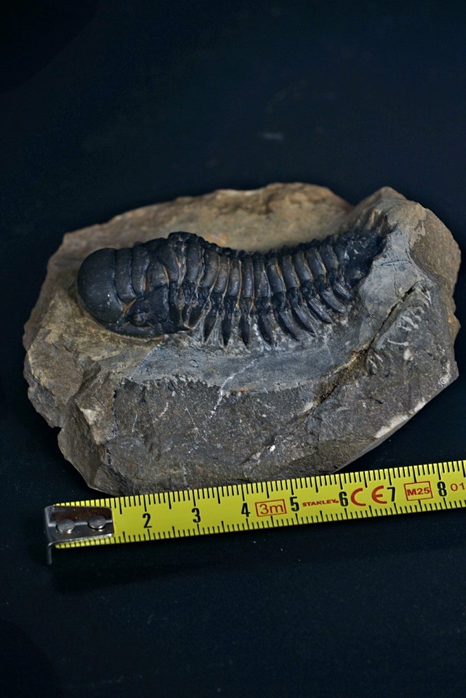 三叶虫 - 动物化石 - Crotachephalina Gibbosa - 9 cm  (没有保留价) #3.2