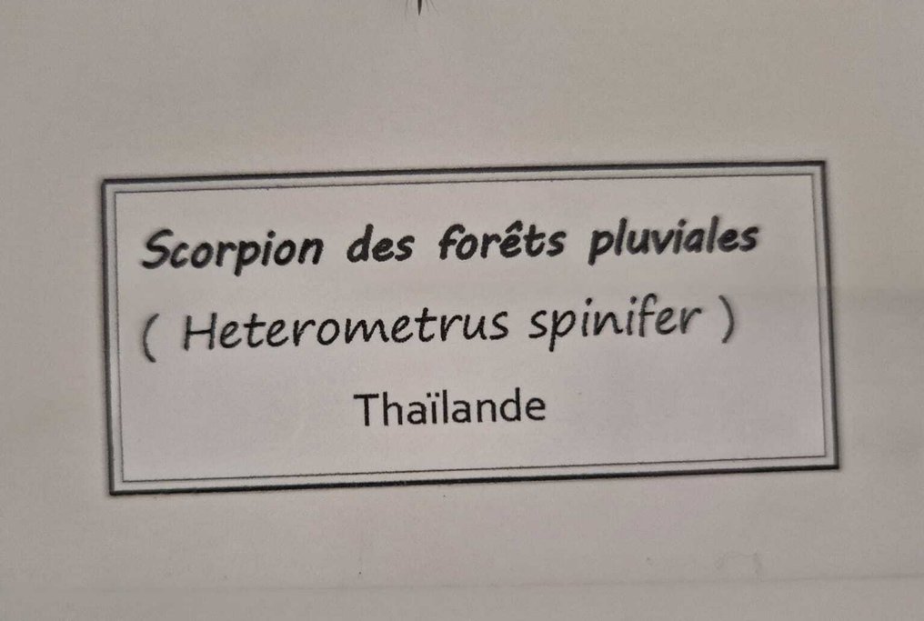 蠍子 標本全身支架 - Heterometrus spinifer - 27 cm - 27 cm - 4.5 cm - 非《瀕臨絕種野生動植物國際貿易公約》物種 - 1 #2.1