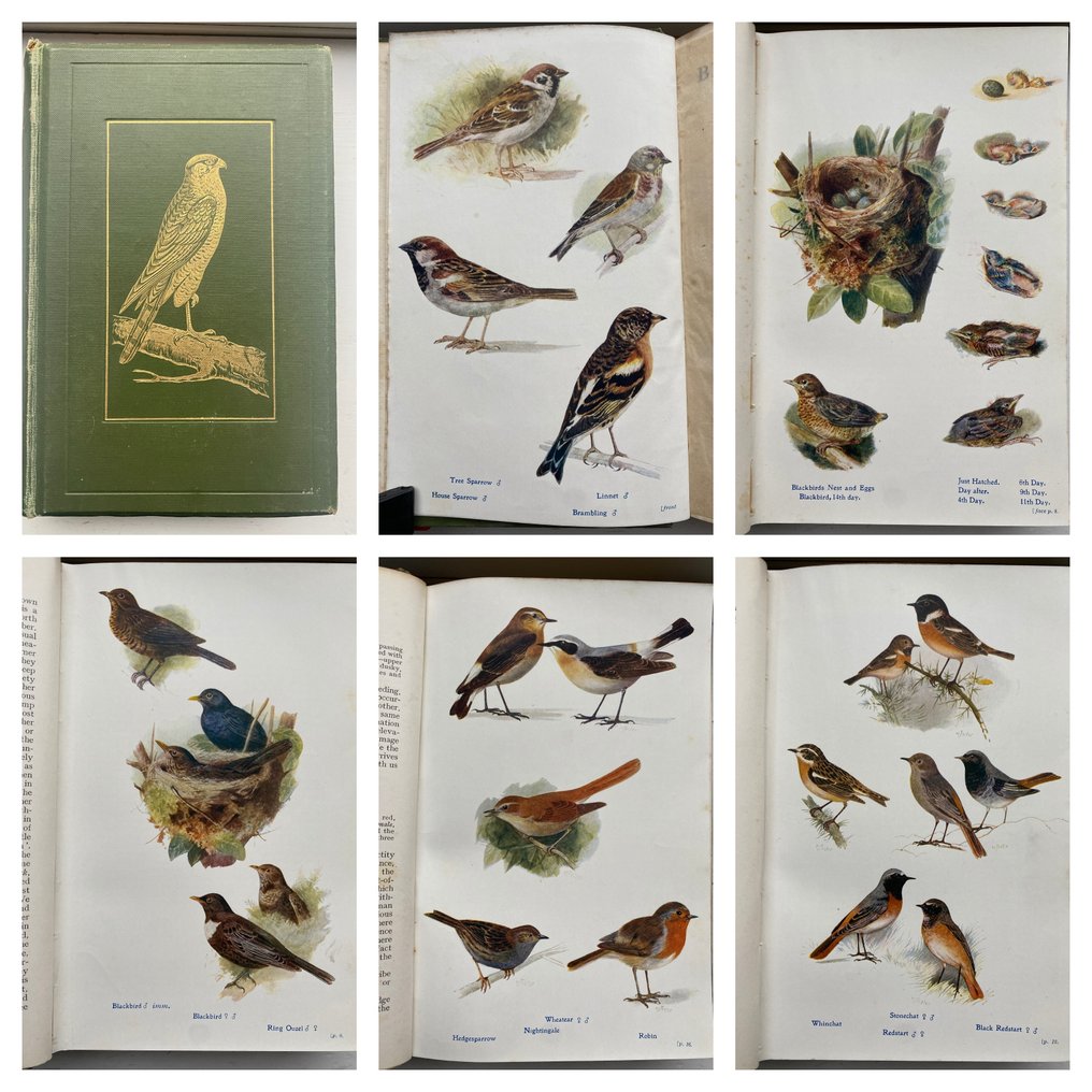 C.A Johns. - British Birds in their hunts. (64 coloured plates) - 1909 #1.0