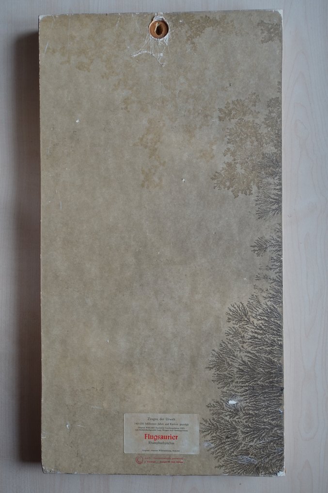 翼龍 - 動物化石 - Rhamphorhynchus REPLICA  (沒有保留價) #3.2