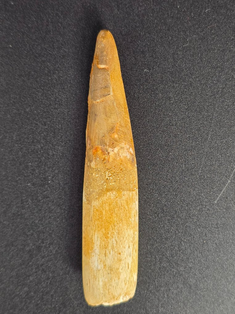 Spinosaur - Fossilised animal - Spinosaur Aegyptiacus - 9 cm  (No reserve price) #1.0