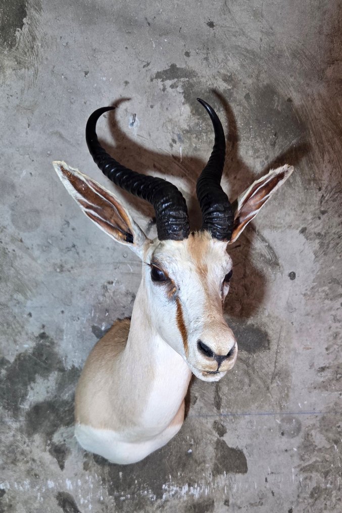 Ταριχευμένο θήραμα Springbok στον ώμο Βάση ταρίχευσης ολόκληρου σώματος - Antidorca marsupialis - 70 cm - 0 cm - 45 cm - Είδη που δεν ανήκουν στο CITES #2.1