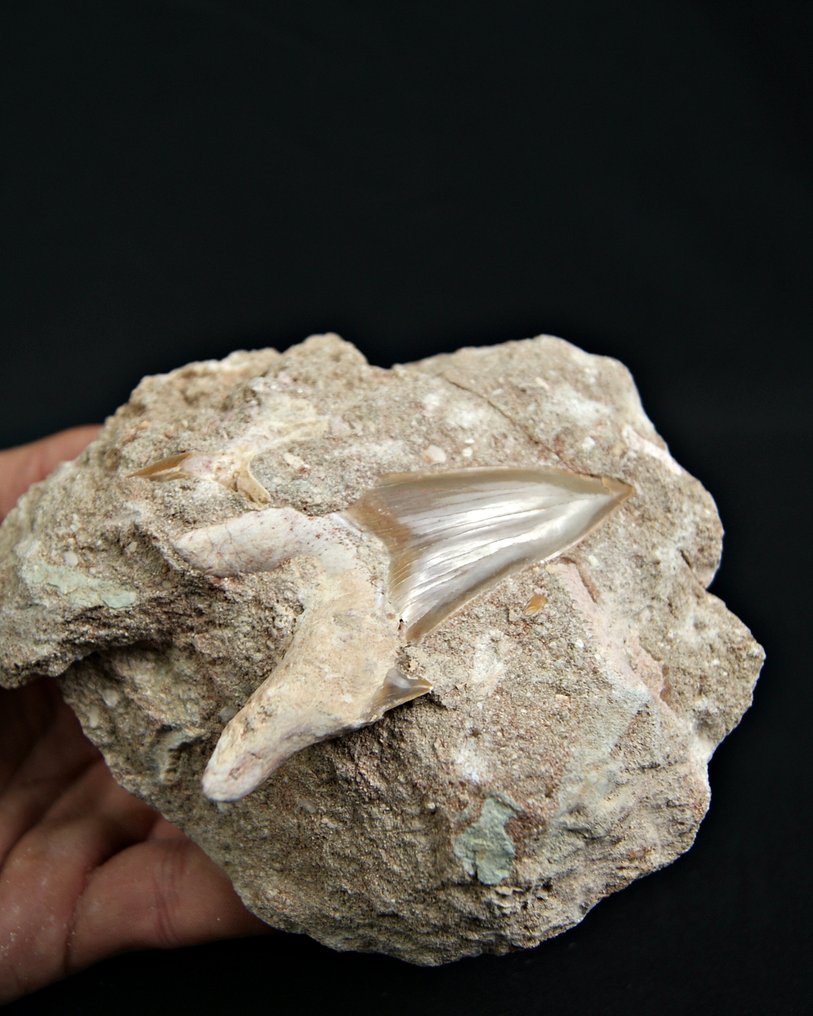 Requin - Dent fossile - Otodus Obliquus - 14 cm #3.2