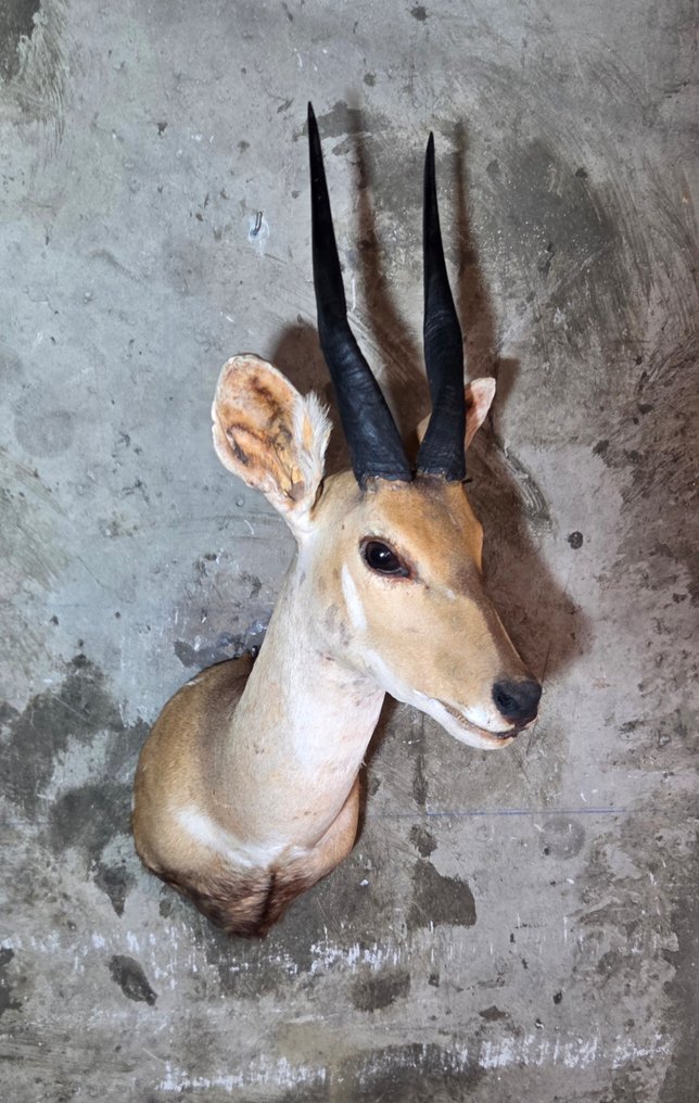Bushbuck-肩部悬挂剥制 標本全身支架 - Tragelaphus scriptus - 75 cm - 0 cm - 45 cm - 非《瀕臨絕種野生動植物國際貿易公約》物種 #1.0