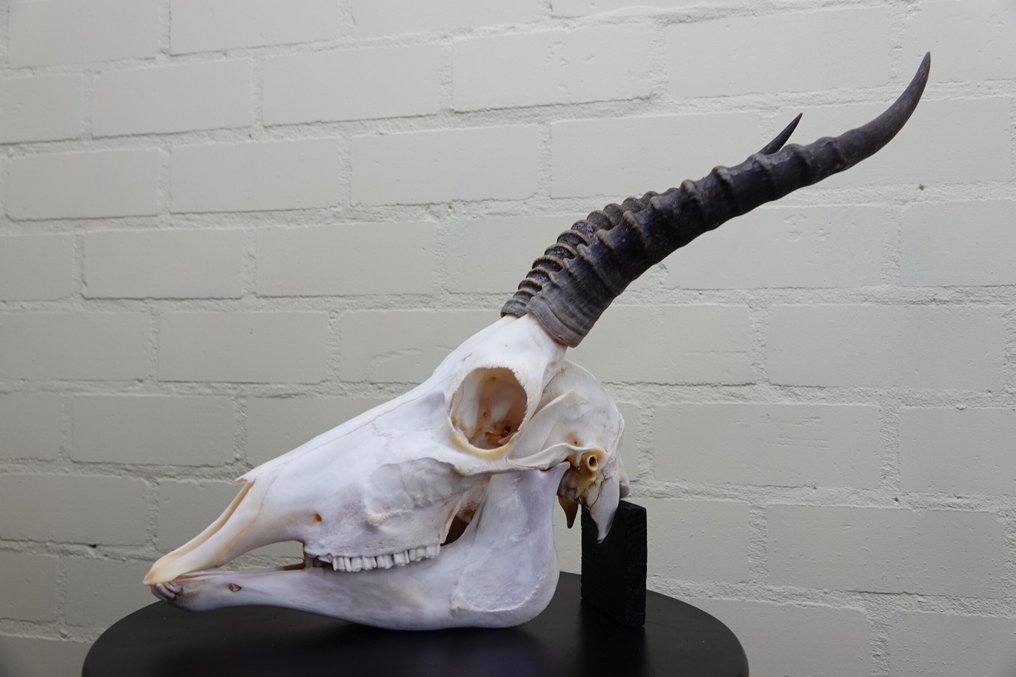 Blessbock Schädel - Damaliscus pygargus phillipsi - 0 cm - 0 cm - 0 cm- non-CITES species #1.0