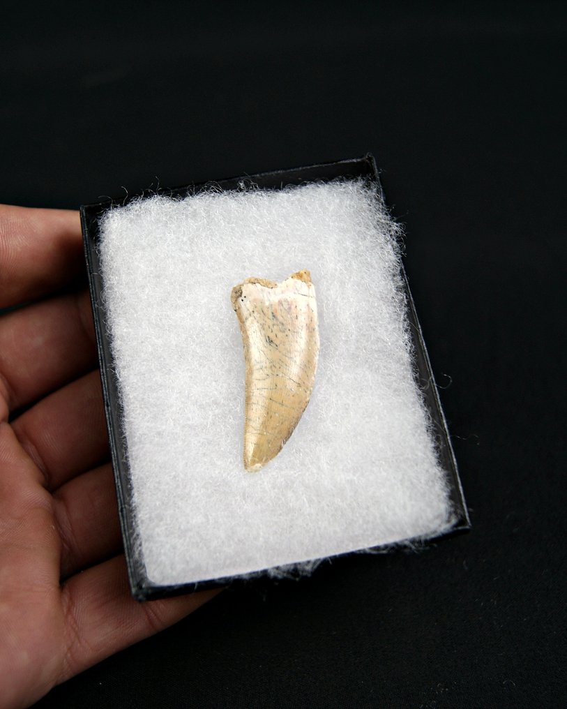 Dinosaur - Fossil tooth - Raptor Abelisaurio #2.1