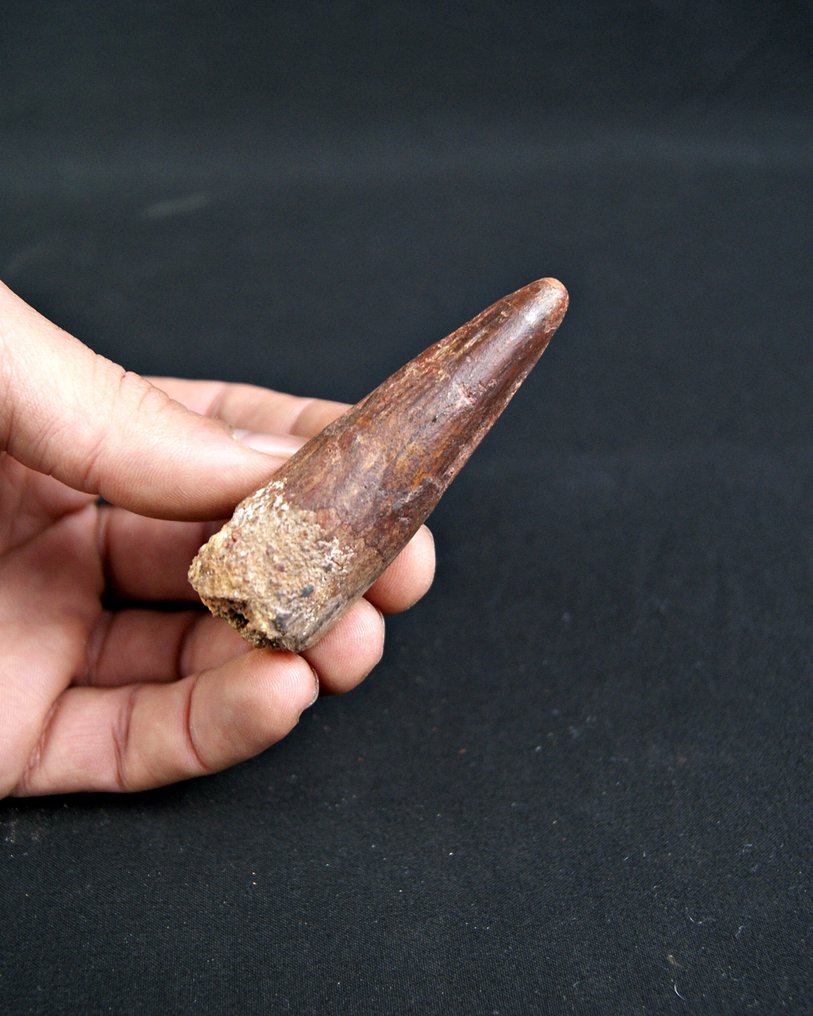 Σπινόσαυρος - Απολιθωμένο δόντι - Spinosaurus aegyptiacus  (χωρίς τιμή ασφαλείας) #4.3