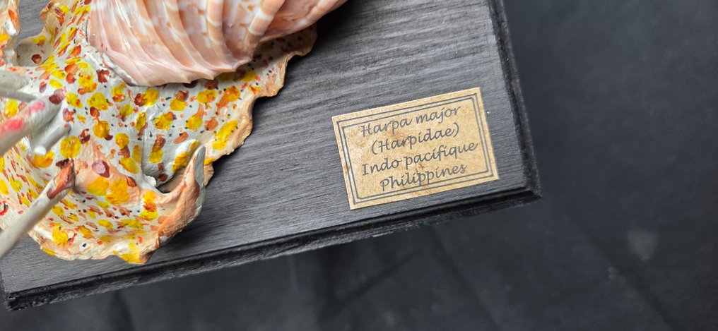 .  - 西洋鏡 - Harpidae - 海螺身体复制品 - 博物馆级别 - Harpa major - 真正的怪兽贝壳 #3.2