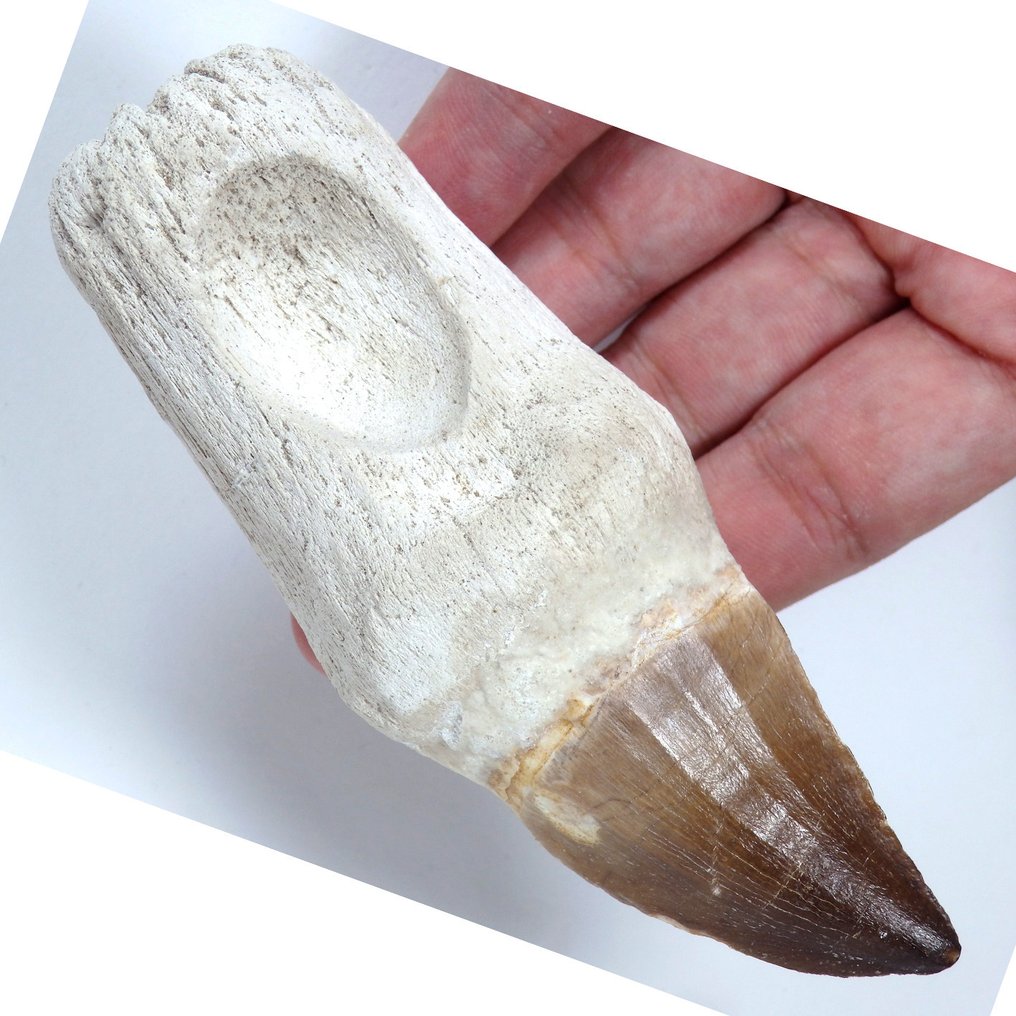 Mosasaur - Fossilised jaw - Prognatodon giganteous - Fossil tooth - Cool looking - 125 mm - 38 mm  (Sin precio de reserva) #1.0