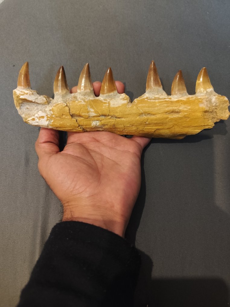 Mosasaur - Απολιθωμένα δόντια - 8.5 cm - 23 cm #1.0