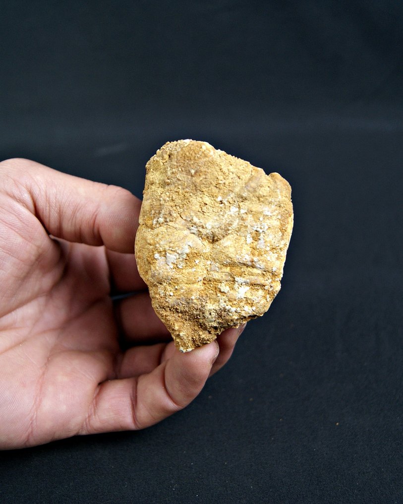 Fossil - Fossiles Fragment - Coprolito del Cretácico Superior con Restos de Peces  (Ohne mindestpreis) #3.2