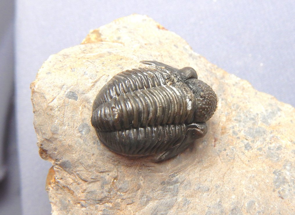 Fossil - Fossiles Skelett - Double Gerastos - 2.5 cm #1.0