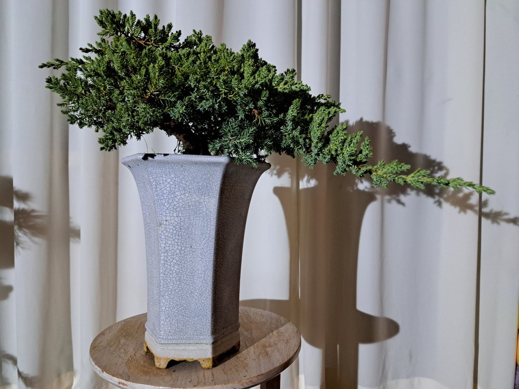 XL 杜松盆景瀑布式，放在大型盆景容器中 - 高度 (樹): 17 cm - 深度 (樹): 50 cm - 荷蘭 #1.0