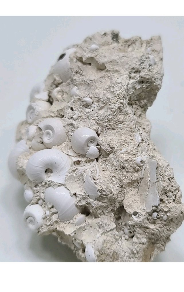 Gasterópodos - Placa de mortalidad fósil  (Sin precio de reserva) #4.3