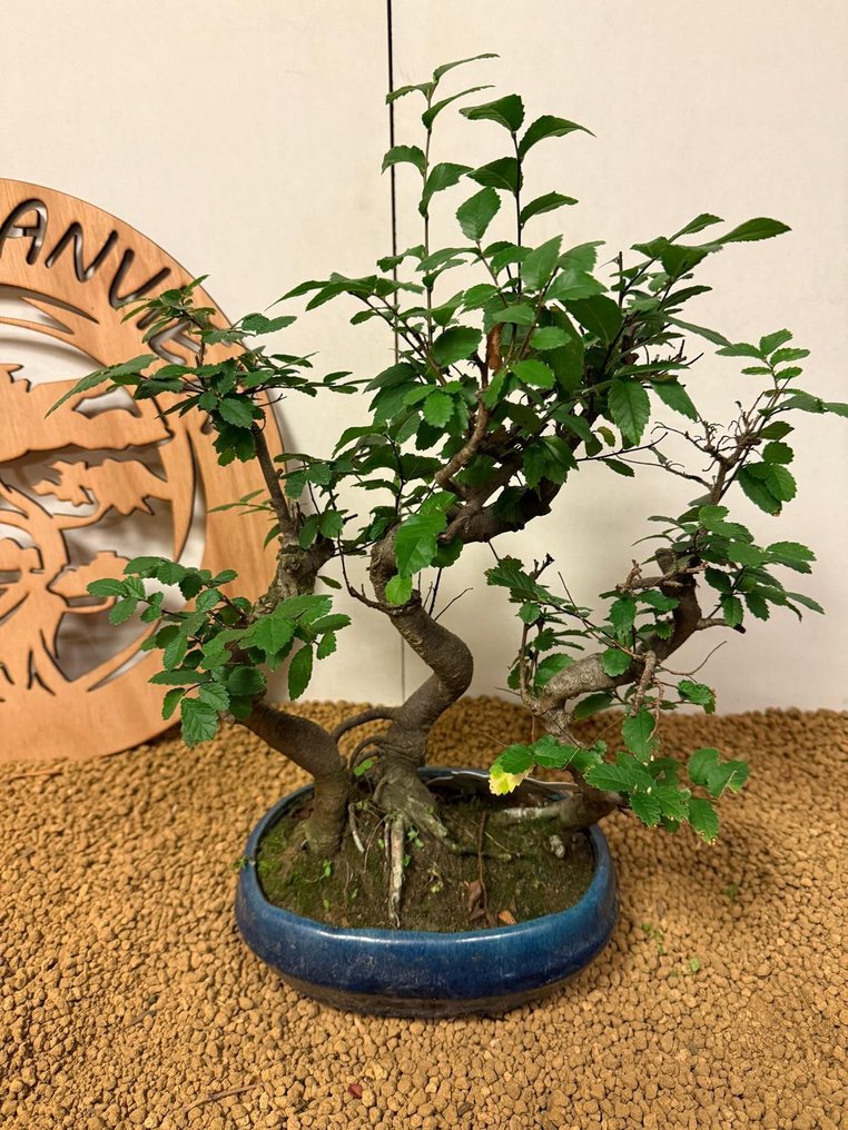 Ιαπωνική φτελιά μπονσάι (Τζέλοβα) - Ύψος (Δέντρο): 34 cm - Βάθος (Δέντρο): 28 cm - Βέλγιο #1.0