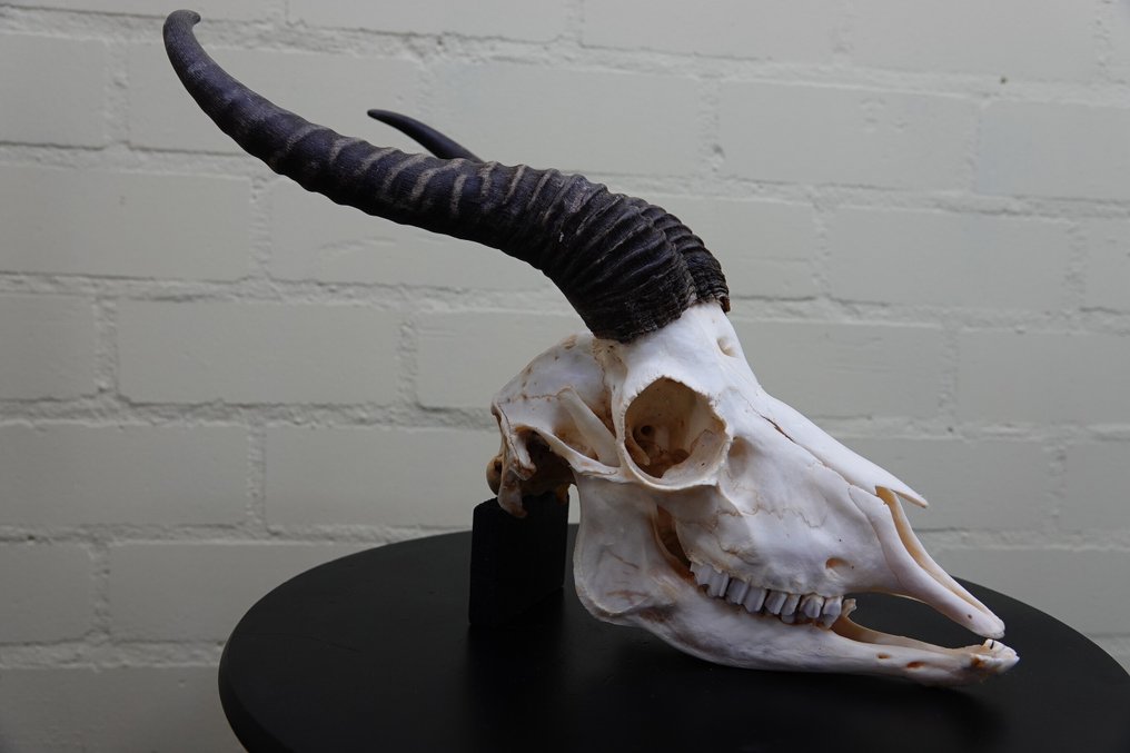 Springbock Schädel - Antidorcas marsupialis - 0 cm - 0 cm - 0 cm- non-CITES species #1.0