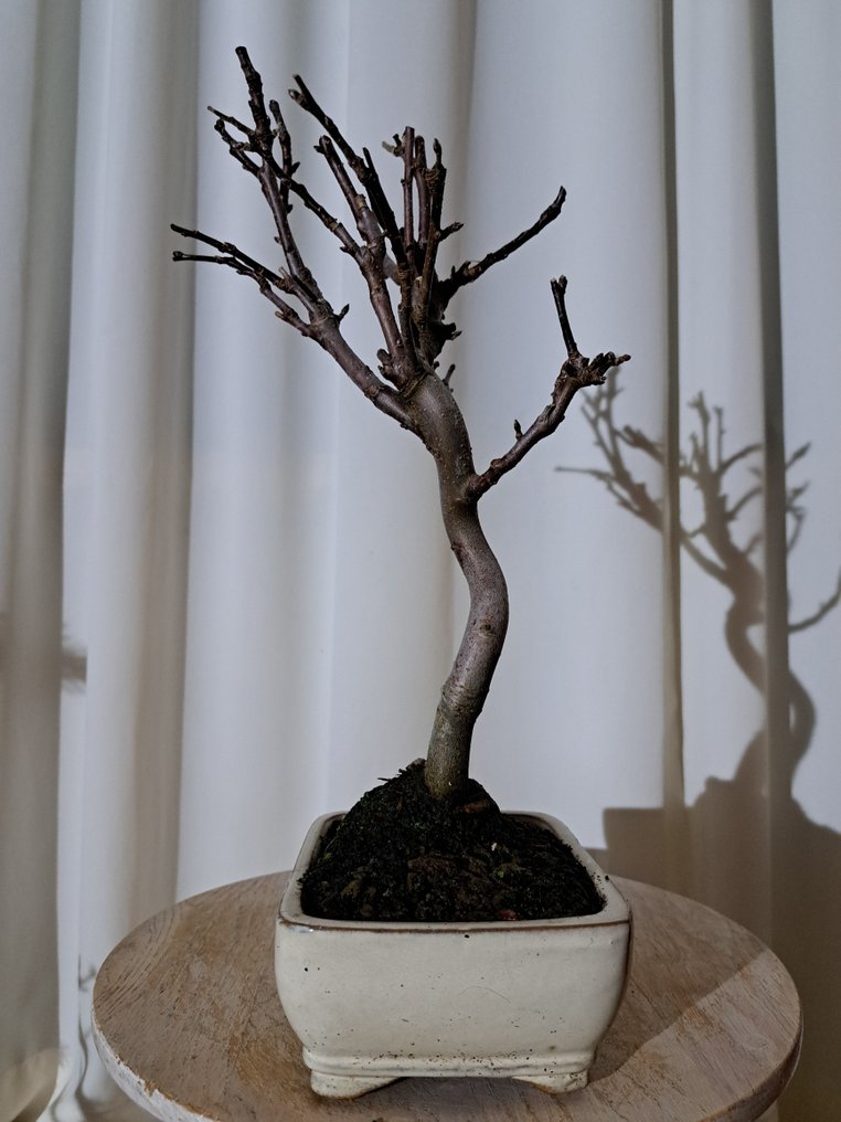Μπόνσάι Malus halliana σε όμορφο μπόνσάι σκαμνί. - Ύψος (Δέντρο): 33 cm - Βάθος (Δέντρο): 20 cm - Ιαπωνία #4.3