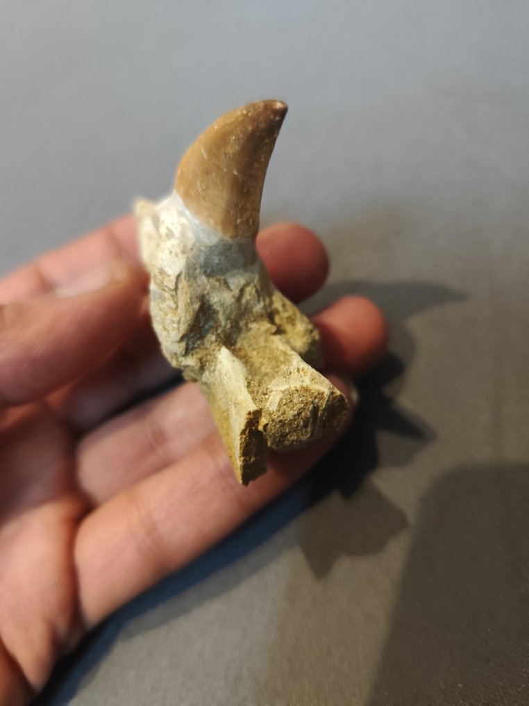 Mosasaur - Fosszilis fog - 5 cm - 6 cm  (Nincs minimálár) #1.0