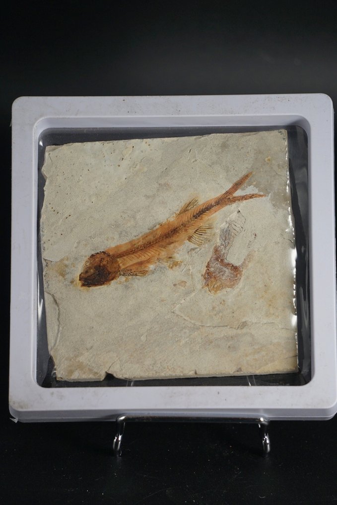 Fish - Απολιθωμένο ζώο - Lycoptera - 11 cm (χωρίς τιμή ασφαλείας) #1.0