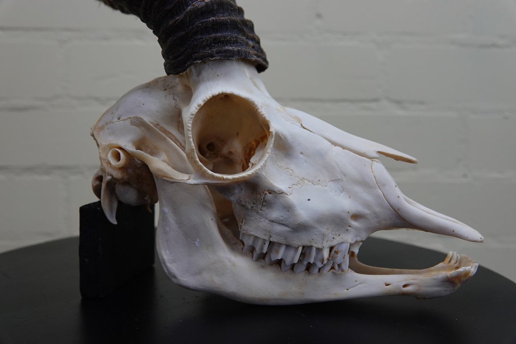 Springbok Κρανίο - Antidorcas marsupialis - 0 cm - 0 cm - 0 cm- non-CITES species #2.1