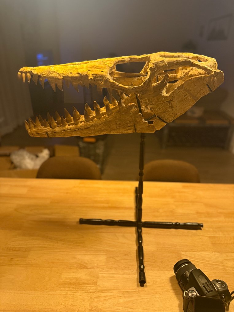 Θαλάσσιο ερπετό - Απολιθωμένο κρανίο - Mosasaurus original - 60 cm - 45 cm #1.0