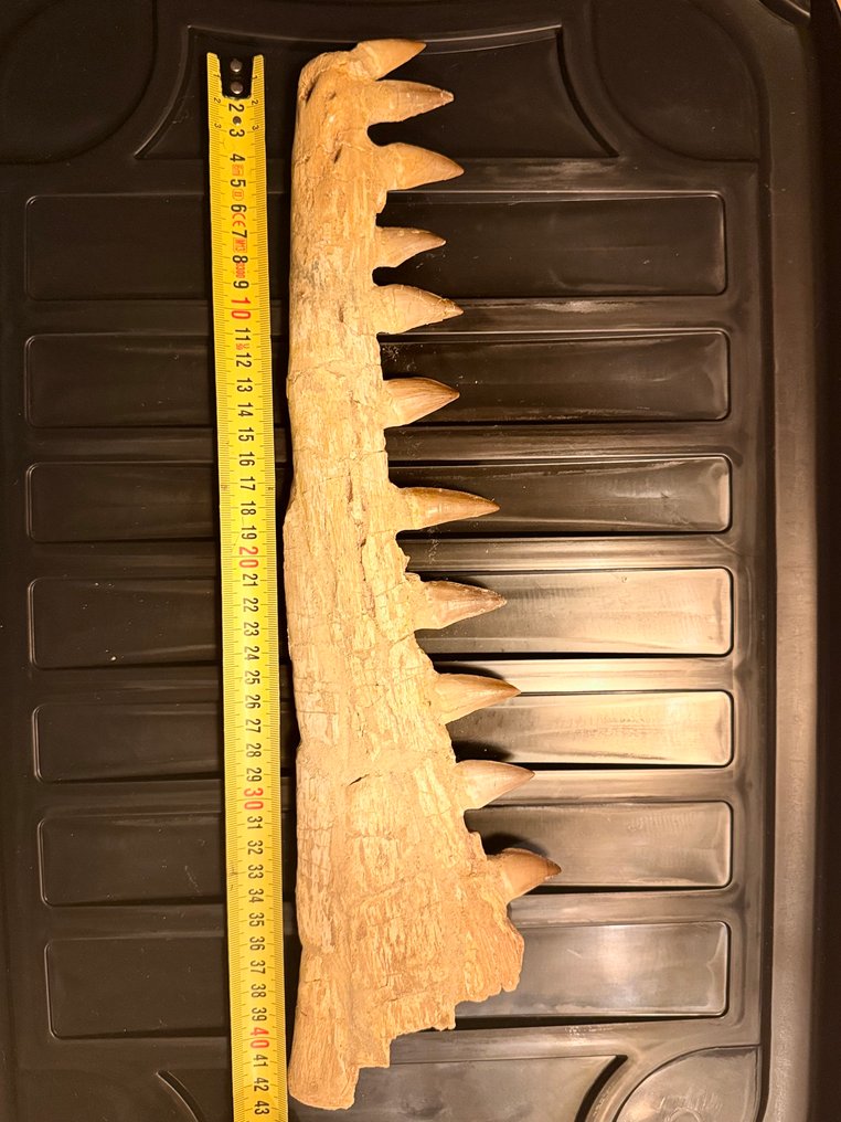 Θαλάσσιο ερπετό - Απολιθωμένο κρανίο - Mosasaurus original - 60 cm - 45 cm #4.3