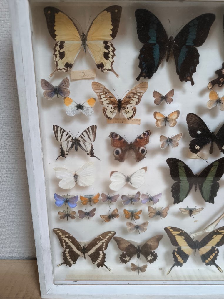 Πεταλούδα Επιτοίχια βάση ταρίχευσης - Papillon - 40 cm - 50 cm - 6 cm - 1 #1.0