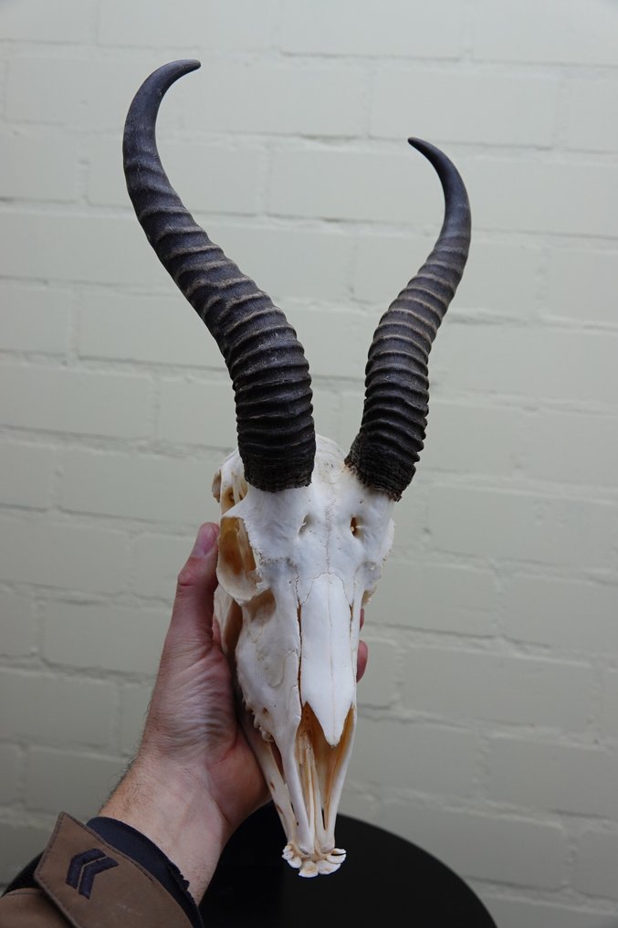 Springbock Schädel - Antidorcas marsupialis - 0 cm - 0 cm - 0 cm- non-CITES species #1.0