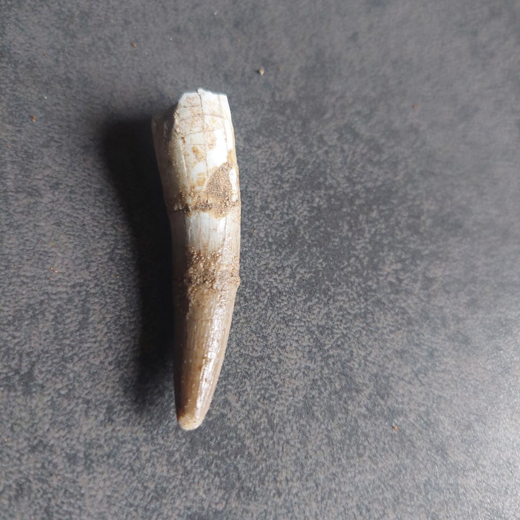 Dinosaurier - Fossiler Zahn - Plesiosaurier - 52 mm - 10 mm (Ohne mindestpreis) #2.1
