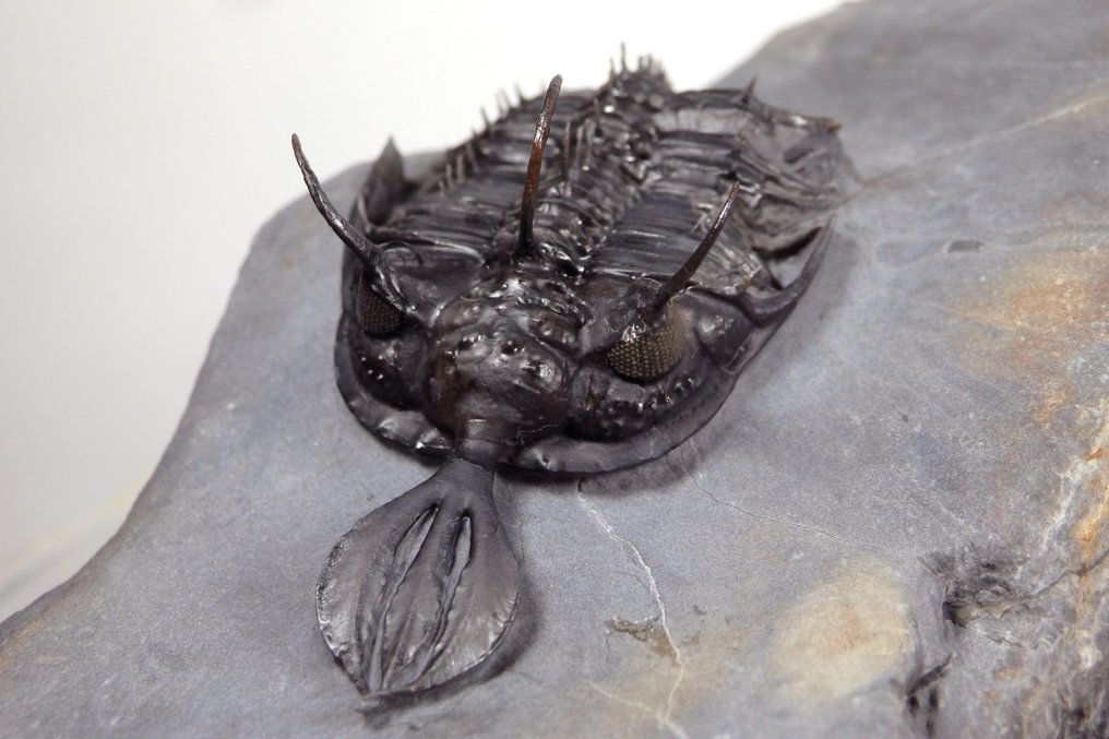 Trilobit - Fossiler Panzer - Walliserops lindoei - 60mm - 100% Natural spiny trilobite - 120 mm - 50 mm #2.1