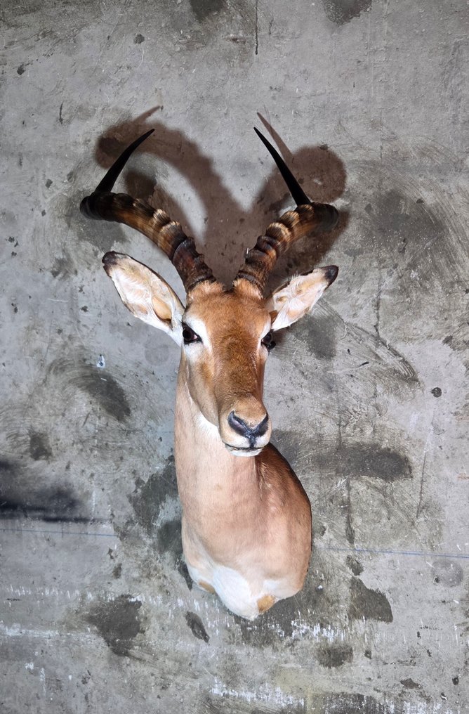 Ταριχευμένη έκθεση Impala στον ώμο. Βάση ταρίχευσης ολόκληρου σώματος - Aepyceros melampus - 100 cm - 0 cm - 50 cm - Είδη που δεν ανήκουν στο CITES #2.1