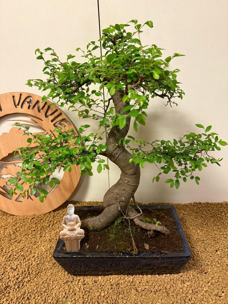 Ιαπωνική φτελιά μπονσάι (Τζέλοβα) - Ύψος (Δέντρο): 43 cm - Βάθος (Δέντρο): 40 cm - Βέλγιο #1.0