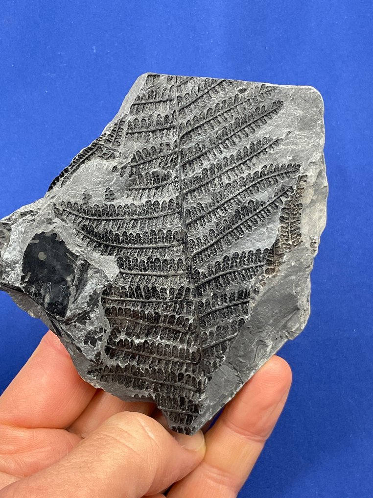 Όμορφο ανθρακώδες φυτικό απολίθωμα. - Απολιθωμένο φυτό - Pecopteris pennaeformis - 11 cm - 11 cm  (χωρίς τιμή ασφαλείας) #1.0