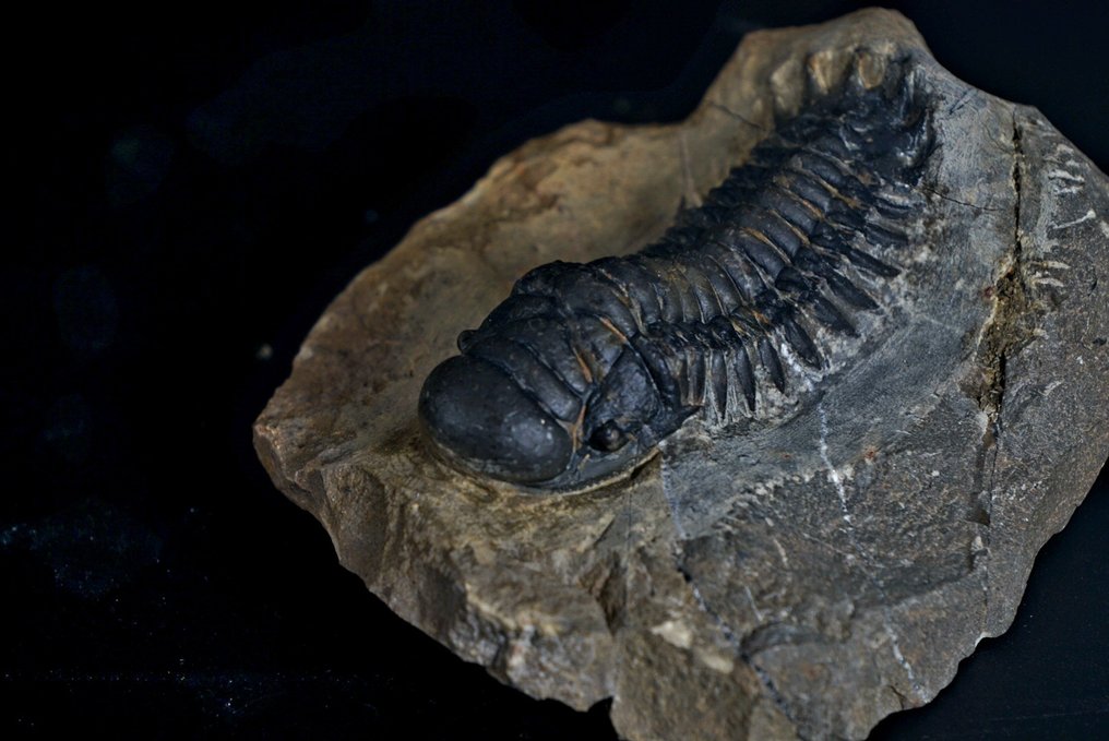 三叶虫 - 动物化石 - Crotachephalina Gibbosa - 9 cm  (没有保留价) #1.0