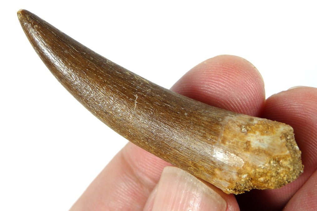 δόντι - Απολιθωμένο δόντι - Zafarasaura oceanis - 54 mm - 13 mm  (χωρίς τιμή ασφαλείας) #3.2