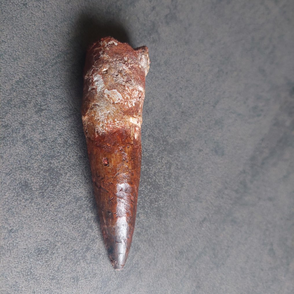 Dinosaur - Fossil tooth - Spinosaurus aegyptiacus - 100 mm - 28 mm #4.3