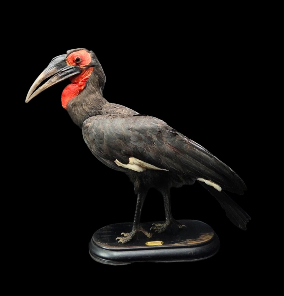 非洲南方地画角鹮——放置在黑色古董博物馆木质底座上的完整展示准备。 標本全身支架 - Bucorvus leadbeateri - 68 cm - 0 cm - 85 cm - 非《瀕臨絕種野生動植物國際貿易公約》物種 #1.0