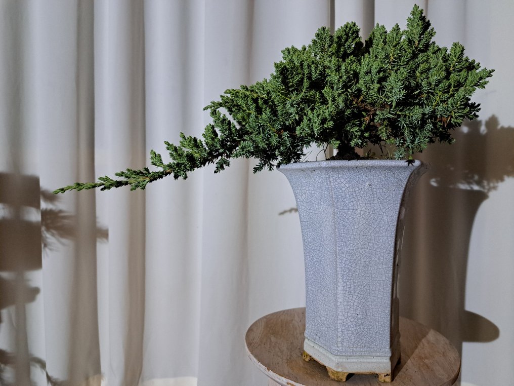 XL 杜松盆景瀑布式，放在大型盆景容器中 - 高度 (樹): 17 cm - 深度 (樹): 50 cm - 荷蘭 #1.0