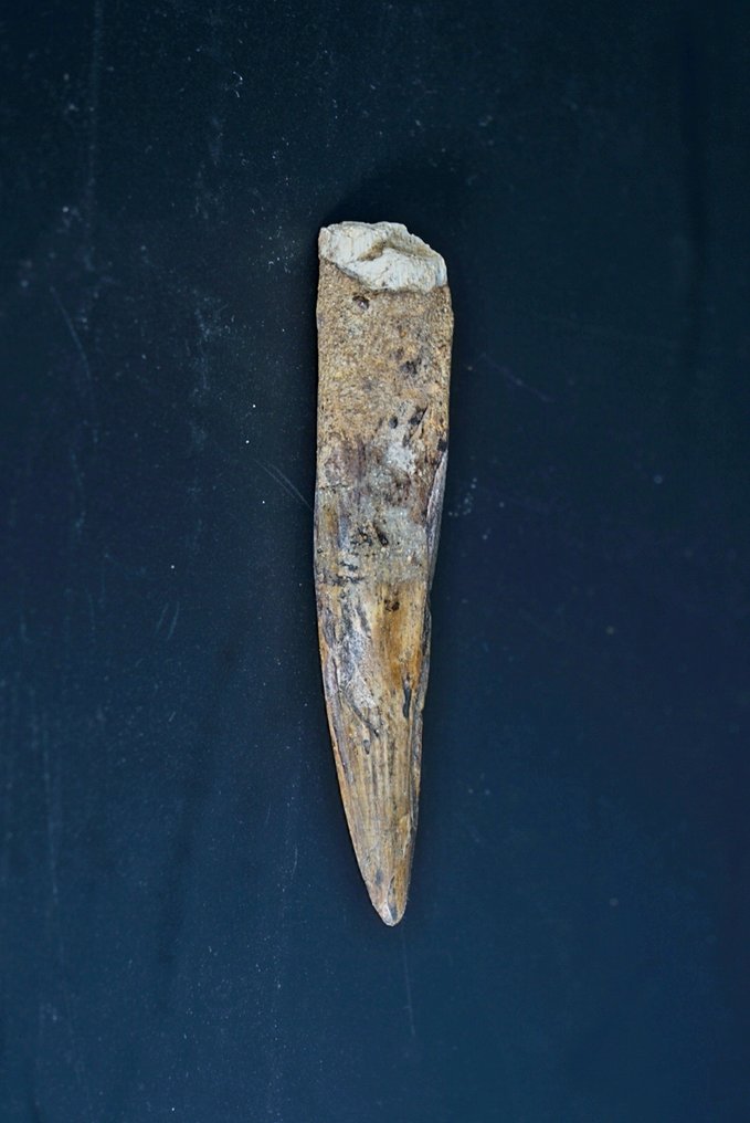 Spinosaur - Fossilised animal - Spinosaur Aegyptiacus - 9 cm  (No reserve price) #3.2