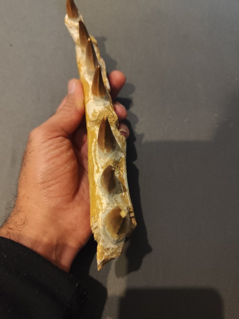 Mosasaur - Απολιθωμένα δόντια - 8.5 cm - 23 cm #4.3