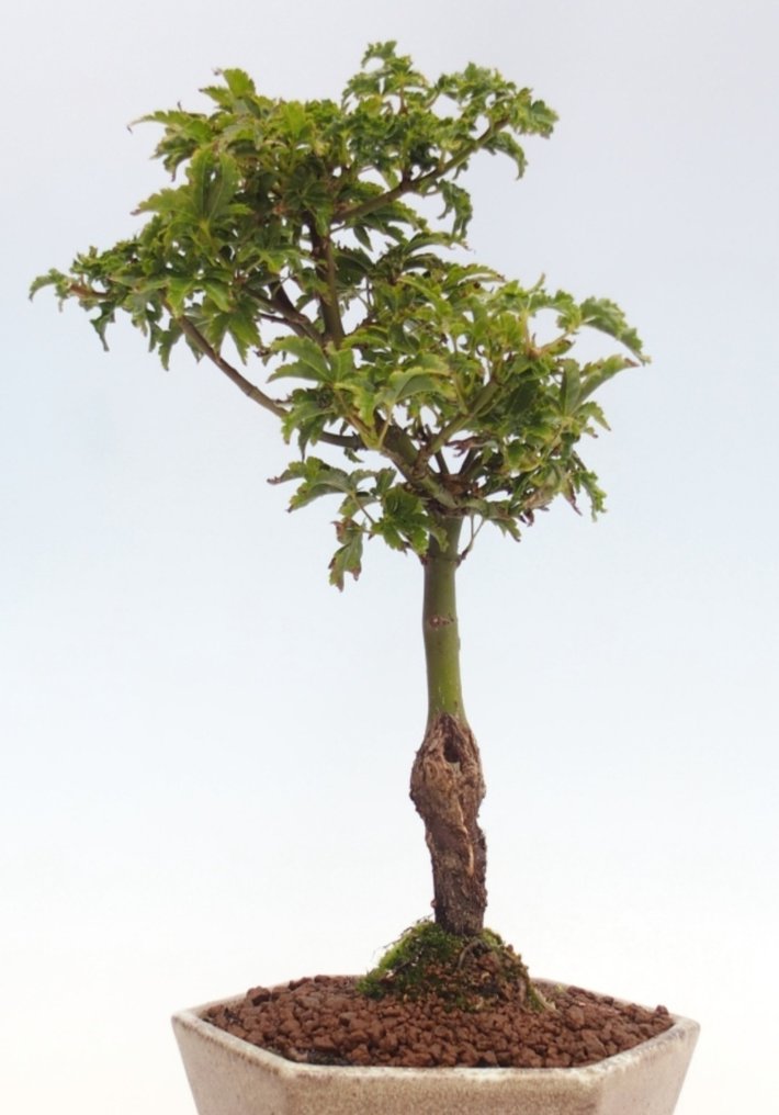 Japanese maple bonsai (Acer palmatum) - Ύψος (Δέντρο): 26 cm - Βάθος (Δέντρο): 14 cm - Ολλανδία #1.0