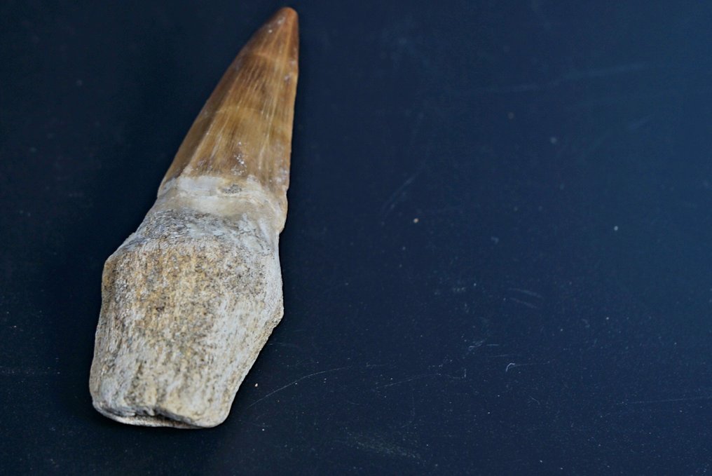 Mosasaur - Fossilised animal - 8 cm  (No reserve price) #2.1