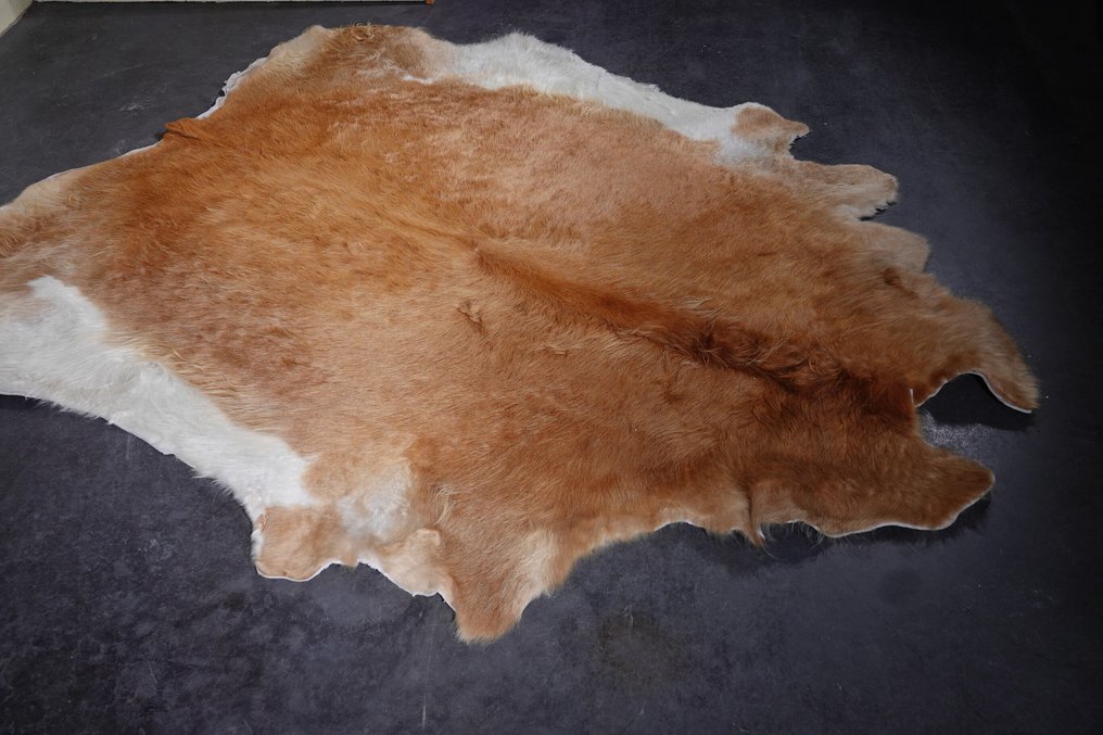 牦牛皮 頭骨 - Bos grunniens - 200 cm - 1 cm - 165 cm- 非《瀕臨絕種野生動植物國際貿易公約》物種 #2.1