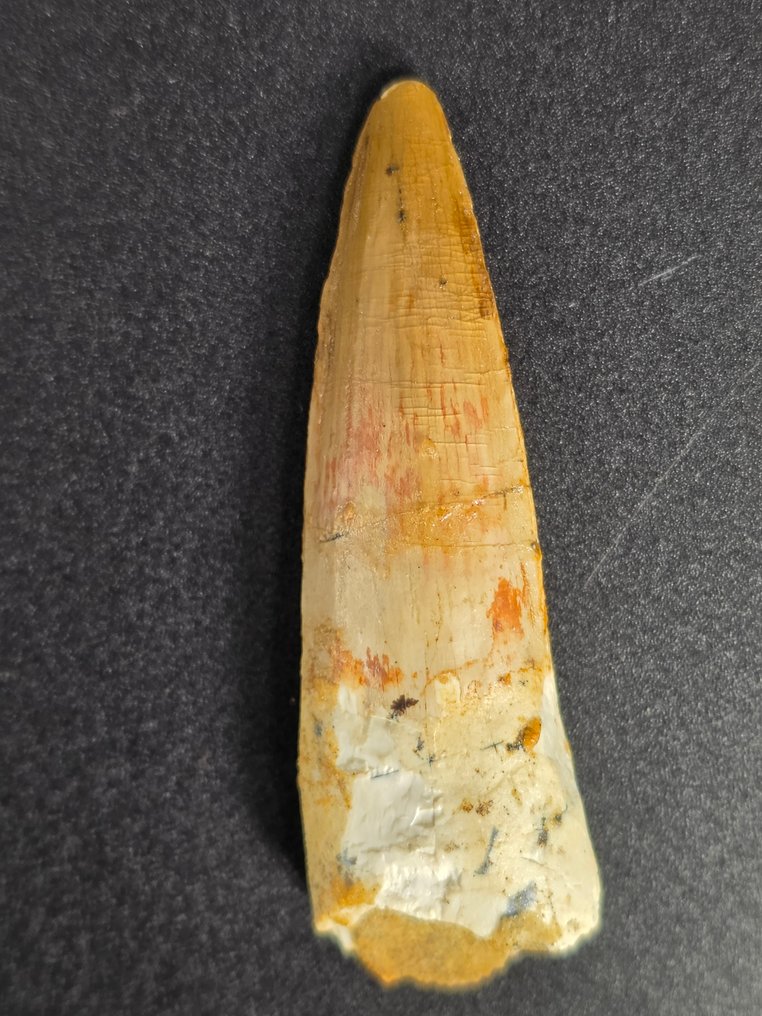 Σπινόσαυρος - Απολιθωμένο ζώο - Spinosaur Aegyptiacus - 6 cm  (χωρίς τιμή ασφαλείας) #1.0