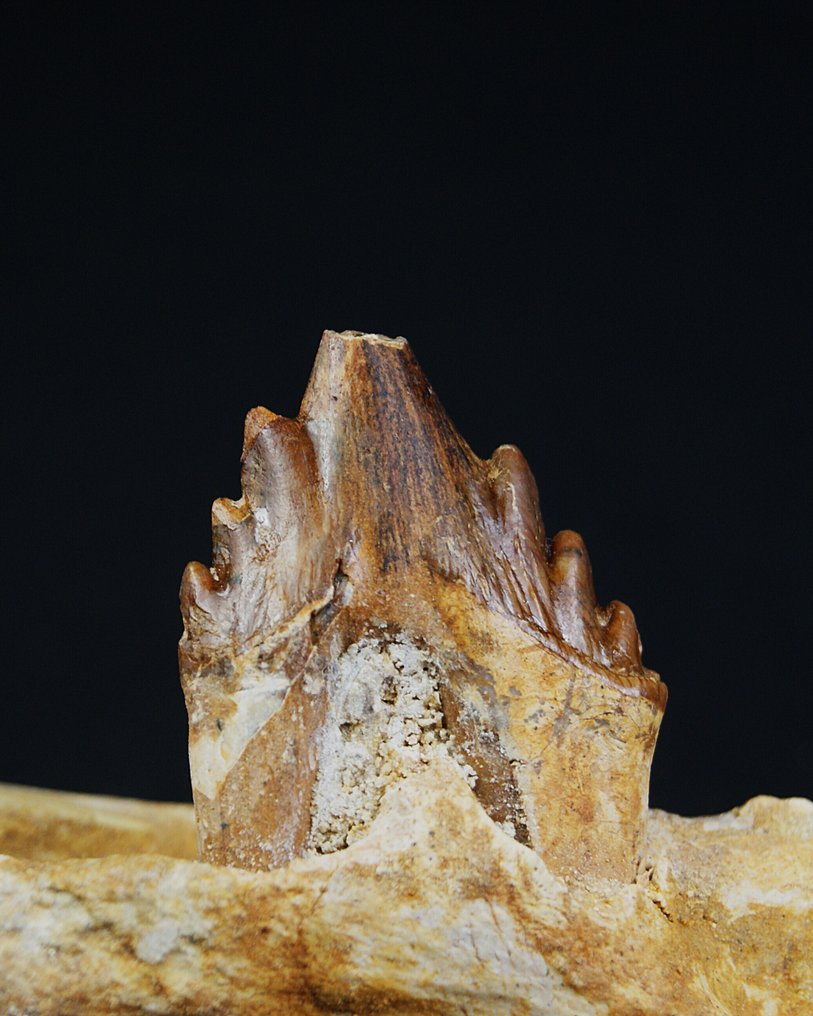 Tidlig hval - Basilosaurid - Forstenet kæbe - Dorudon atrox #1.0