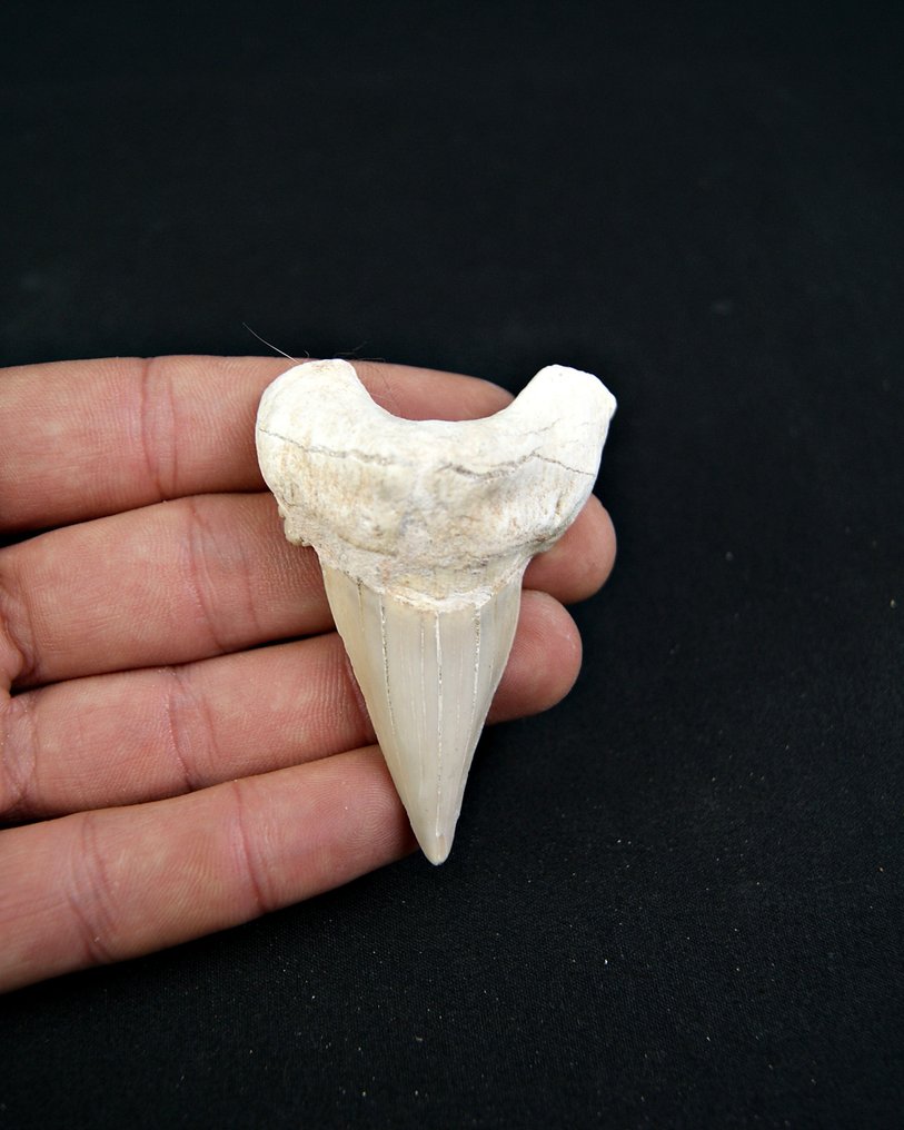 Requin - Dent fossile - Enorme Otodus obliquus de alta calidad - 7 cm  (Sans prix de réserve) #1.0