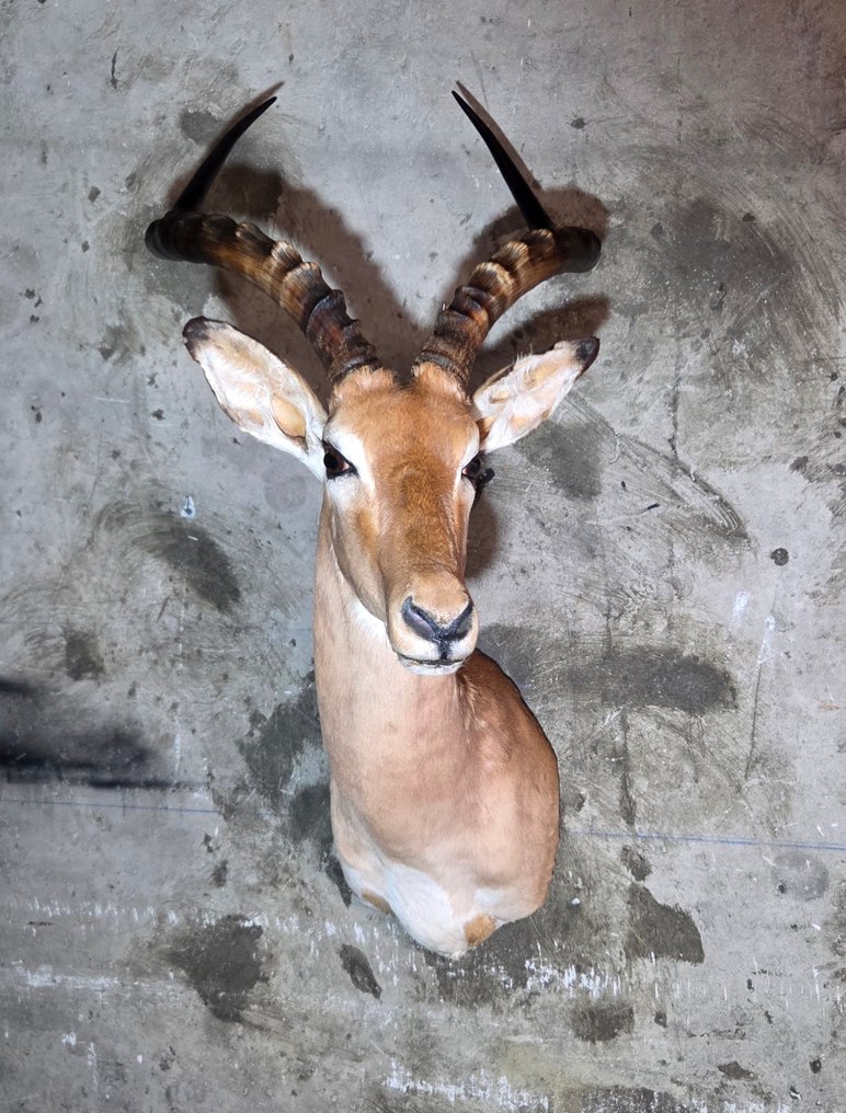 Ταριχευμένη έκθεση Impala στον ώμο. Βάση ταρίχευσης ολόκληρου σώματος - Aepyceros melampus - 100 cm - 0 cm - 50 cm - Είδη που δεν ανήκουν στο CITES #3.2