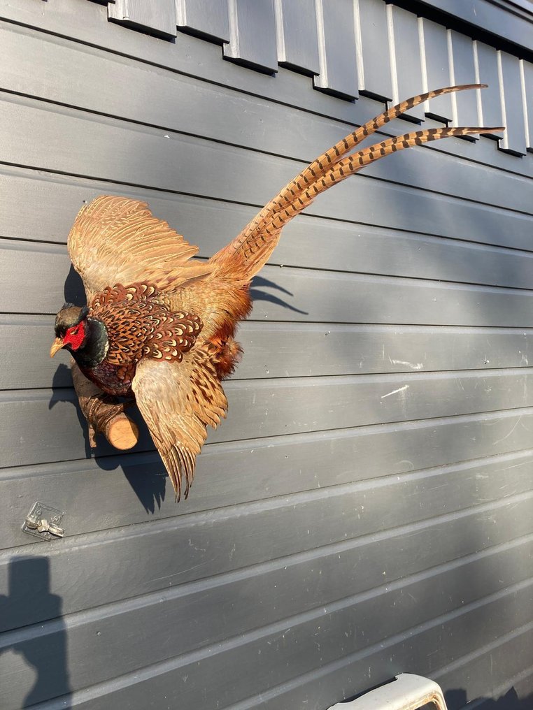 雉鸡 动物标本剥制全身支架 - Phasianus colchicus - 65 cm - 70 cm - 50 cm - 非《濒危物种公约》物种 - 1 #1.0