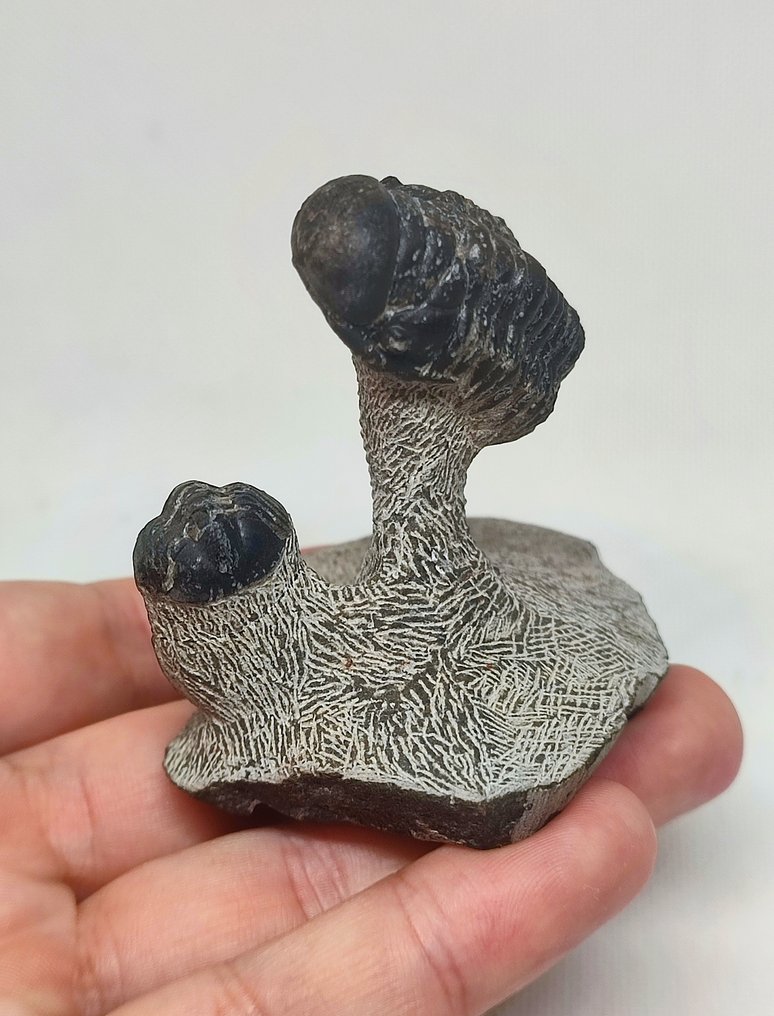 Απολιθωμένο ζώο - Lindas Trilobites Crotalocephalus gibbus + Phacops  (χωρίς τιμή ασφαλείας) #2.1